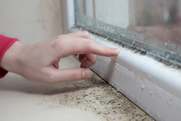 Best Water Damage & Mold Remediation  in Santa Rosa, TX