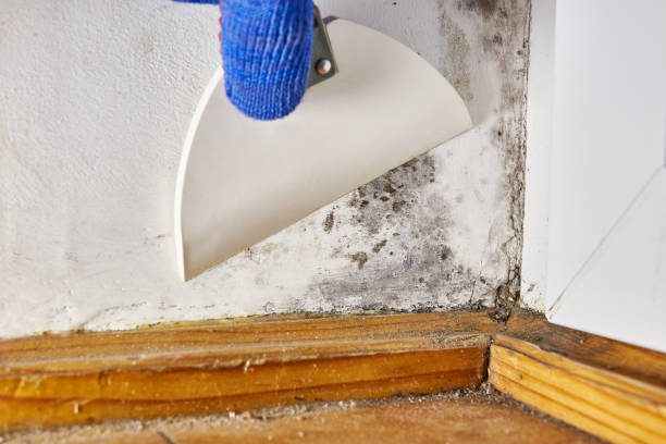 Best Mold Prevention Services  in Santa Rosa, TX